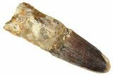 Fat, Spinosaurus Tooth - Real Dinosaur Tooth #192185-1